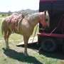 venta de caballos en Durango Mexico