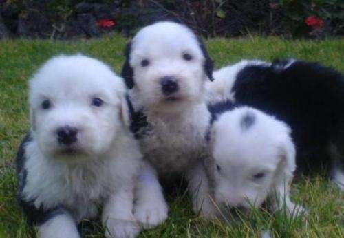 Cachorros Viejo Pastor Ingles