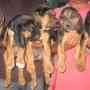 Magnificos Cachorros Bloodhound!!!