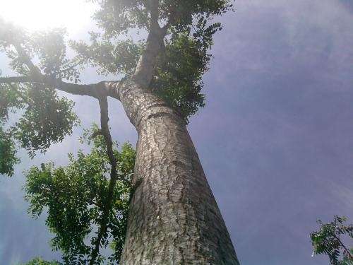 Arboles de cedro - Imagui