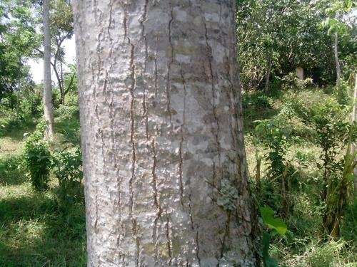 Fotos de Vendo 1800 arboles de cedro rojo y 100 de caoba en Veracruz, Mexico