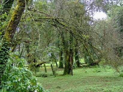 Gran terreno en bosque con cabaña huitzilac,morelos