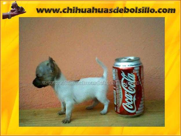 Chihuahua De Bolsillo 100 Original Aun Adultos Te Caben En La Mano En Distrito Federal Animales Mascotas