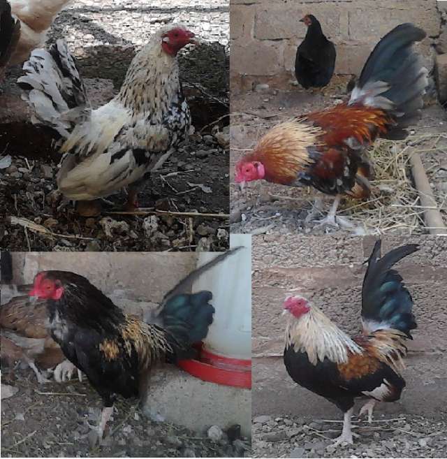 Kikirikis Pollitos Y Gallitos Curritos Aliquines En Jalisco Animales Mascotas