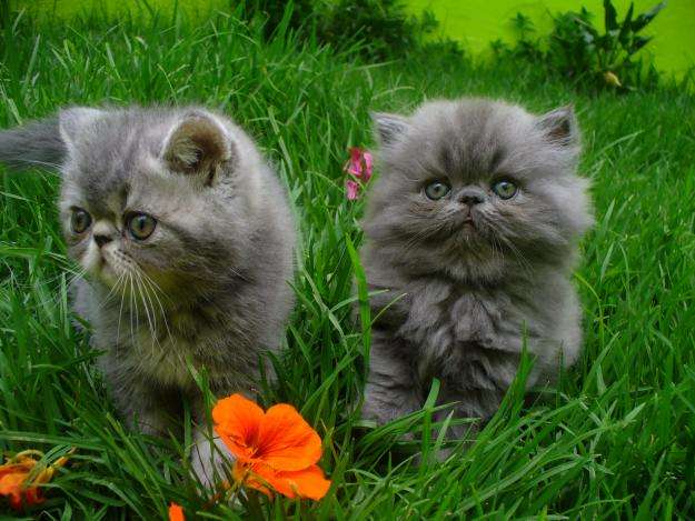 Venta de gatitos persa color gris hermosos llevo a domicilio