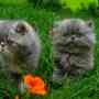 venta de gatitos persa color gris hermosos llevo a domicilio