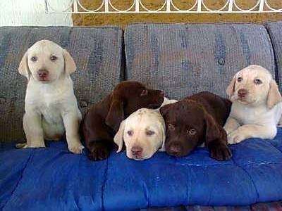 Cachorros Labrador Chocolate Perritos Bebes En Tampico Animales Mascotas