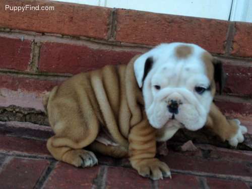 imagenes de lindos perros toro